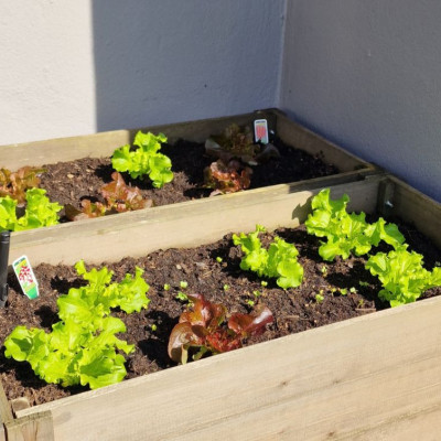 Unsere Salate